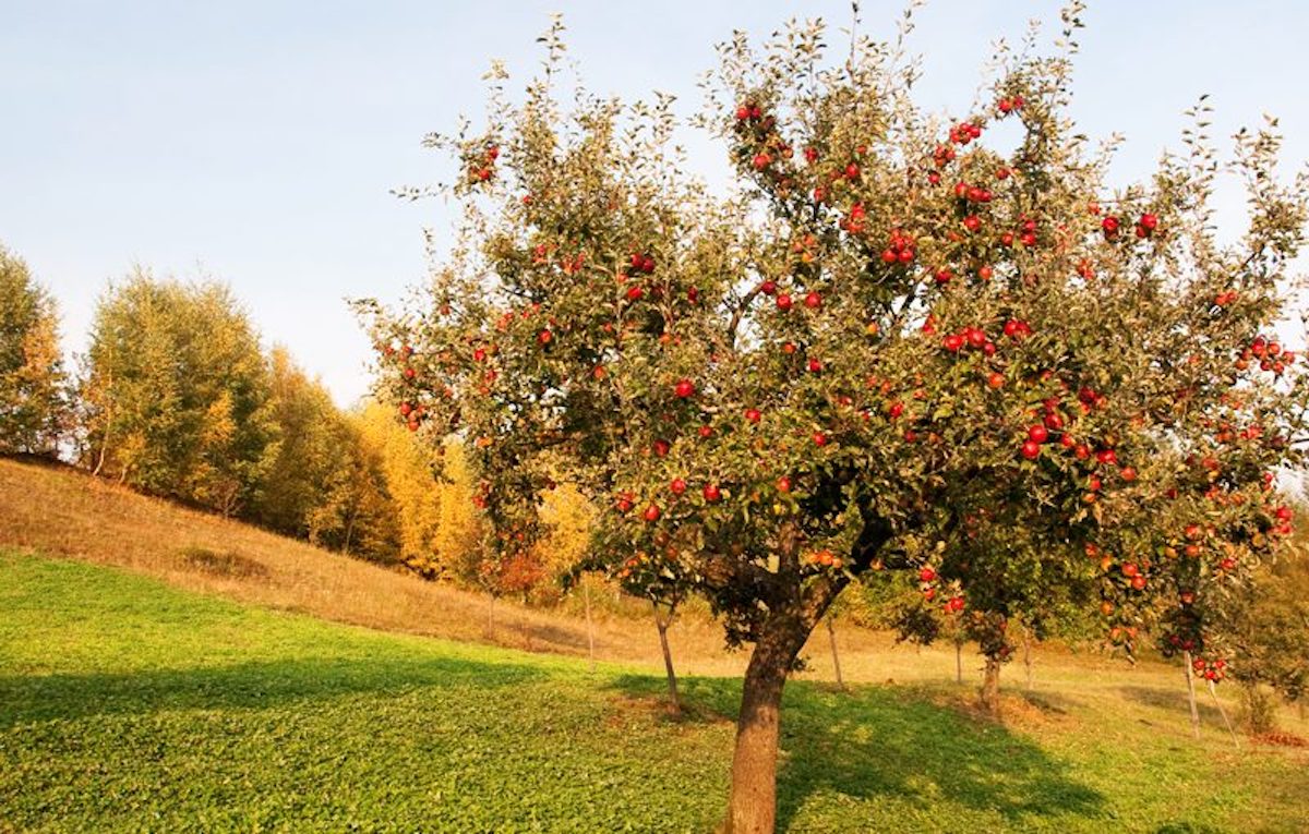 Protecting Trees from Deer with Cages and Shelters
